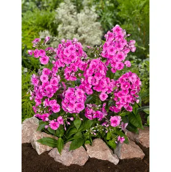 Semeno Plamenka 'Cosmopolitan ' 1 ks