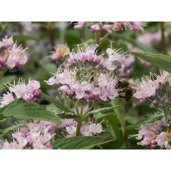 Sazenice Ořechokřídlec klandonský 'Stephi' Balení: kontejner VKR2