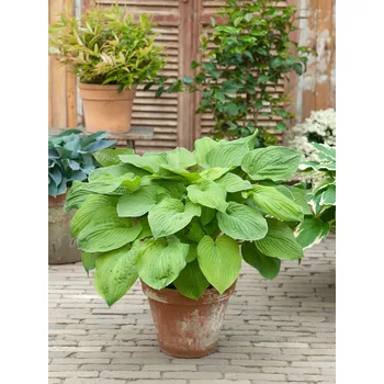 Semeno Bohyška 'August Moon' 1 ks