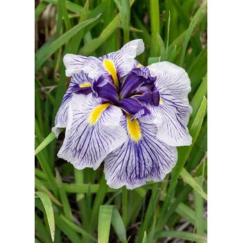 Semeno Kosatec japonský 'Dinnerplate cheese cake' 1 ks