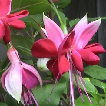 Heri Cyclops Fuchsie (Fuchsie) 981