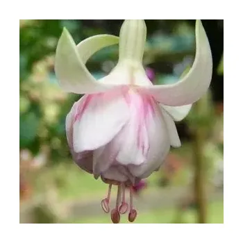 Jessie Pearson Fuchsie 963