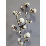 Bavlník zasněžený 81 cm