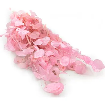 mech-mech.cz Měsíčnice sušená květina