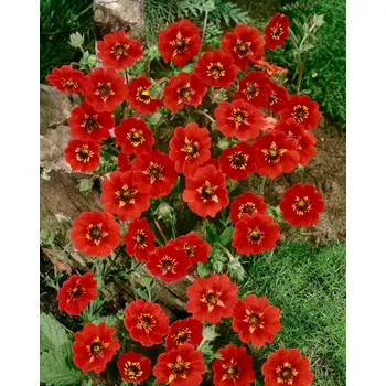 Semeno Mochna 'Gibson's Scarlet' 1 ks
