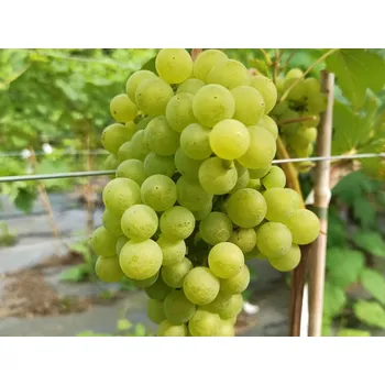 Sazenice Réva vinná 'Iza Zaliwska' Balení: kontejner C2