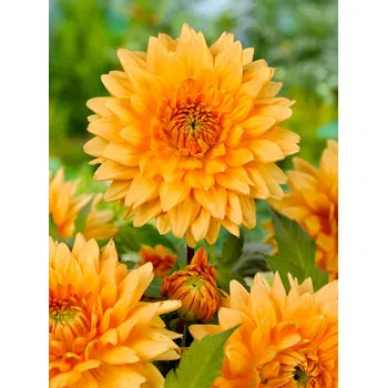 Semeno Jiřina 'Noordwijks glorie' 1 ks