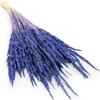 mech-mech.cz Třtina křovištní (Calamagrostis epigejos) - tmavě modrá