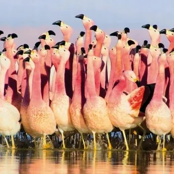 Obraz Karnet čtverec s obálkou Andean Flamingoes