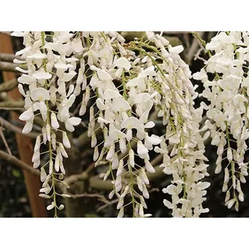 Sazenice Vistárie květnatá 'Shiro-Noda' Balení: kontejner C2