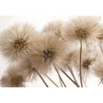 Fototapeta FOTOTAPETA PAMPELIŠKY BOHO PŘÍRODA LOŽNICE OBÝVACÍ POKOJ TAPETA VLIESOVÁ 300x210