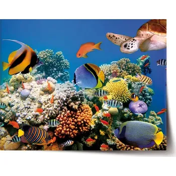 Plakát Sablio Plakát Korálový útes - 60x40 cm