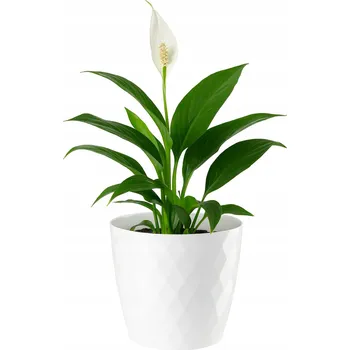 Květináč Květináč plast bílý Galicja 18 cm x 18 cm x 16 cm