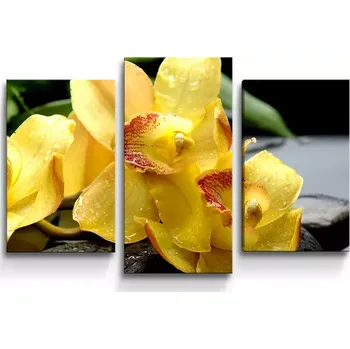 Obraz Sablio Obraz - 3-dílný Žluté orchideje - 75x50 cm