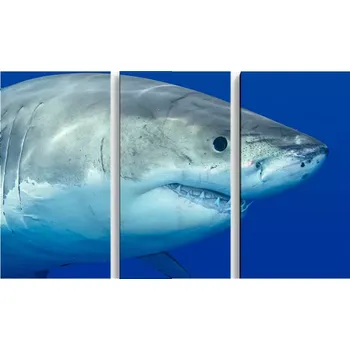 Obraz Sablio Obraz - 3-dílný Žralok - 120x80 cm