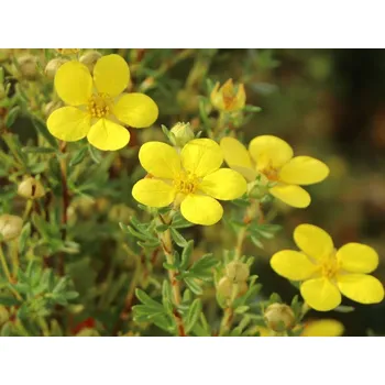 Sazenice Mochna křovitá 'Goldteppich' Balení: kontejner VKR1,5