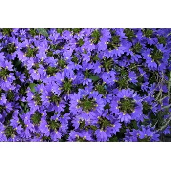 Scaevola Tmavěmodrá Vějířovka