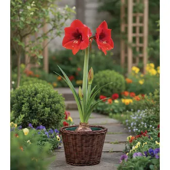 Semeno Hvězdník 'Ferrari' 1 ks