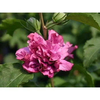 Sazenice Ibišek syrský 'Duc de Brabant' Balení: kontejner VKR2