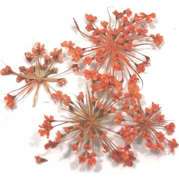 umělá květina OZDOBA SUŠENÉ KVĚTY LUPÍNKY NA ZDOBENÍ NEHTŮ