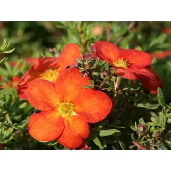 Sazenice Mochna křovitá 'Marian Red Robin' Balení: kontejner VKR1,5