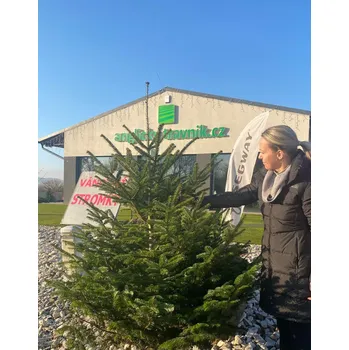 Vánoční stromek Anglický trávník Normandská jedle 130-270 cm