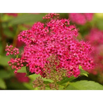 Sazenice Tavolník japonský 'Dart's Red' Balení: kontejner VKR1,5