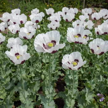 Semeno Mák velkokvětý 'Miss Piggy' 1 ks