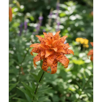 Semeno Lilie 'Flore Pleno' 1 ks