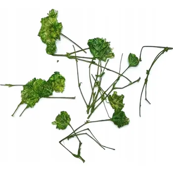 DEKORACE SUŠENÉ KVĚTY LÍSTKY NA ZDOBENÍ NEHTŮ DIY