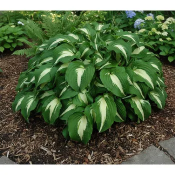 Semeno Bohyška 'Night Before Christmas' 1 ks