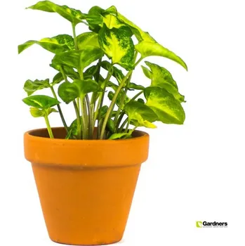 Syngonium Mix, průměr 6 cm - Zachraň Kytku Syngonium, Syngónium