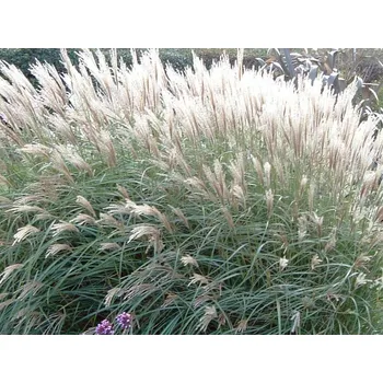 Sazenice Ozdobnice čínská 'Yakushima Dwarf' - Miscanthus sinensis 'Yakushima Dwarf' Balení: kontejner VKR2