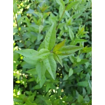 Sazenice Ptačí zob obecný 'Compacta' 20-40 cm QP60