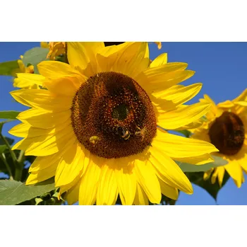 Pro ptáka ČR Slunečnice černá Váha: 5 Kg