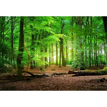 Fototapeta Fototapeta LESA STROMY PŘÍRODA 3D Do Obýváku 254x184