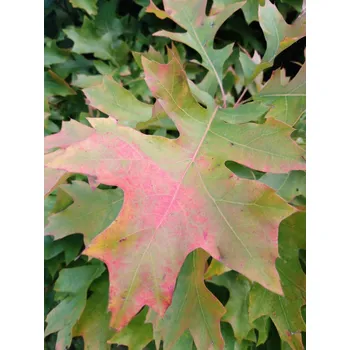 Sazenice Dub červený 36-50 cm QP60