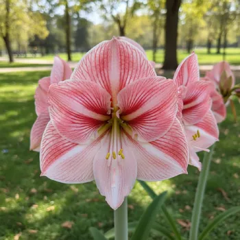 Semeno Hvězdník 'Strong King' 1 ks