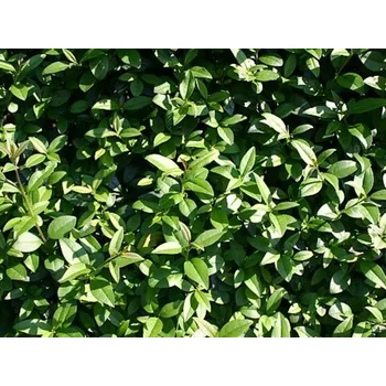 Sazenice Ptačí zob obecný 'Atrovirens' kontejner VKR1,5