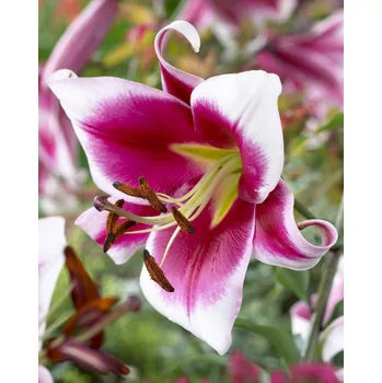 Semeno Lilie 'Friso' 1 ks