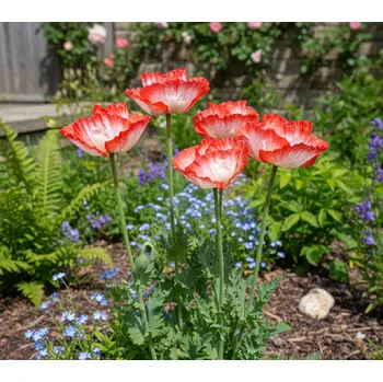 Semeno Mák velkokvětý 'Place Pigalle' 1 ks