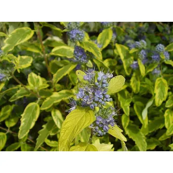 Sazenice Ořechokřídlec klandonský 'Summer Sorbet' Balení: kontejner p9