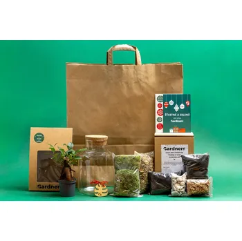 Gardners Vánoční dárková sada - Skleněná dóza Helenium Osázej SI Sám Ficus microcarpa Ginseng, S