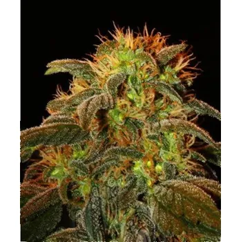 Semeno Semenakonopi.cz Afghan Kush Special Počet ks Feminizované: 1