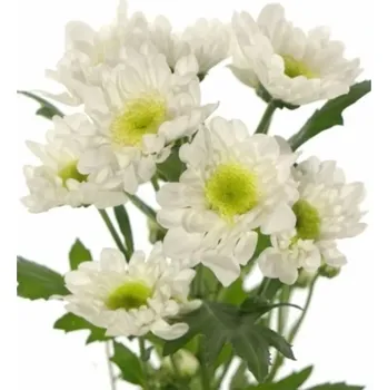 Chryzantéma T RADOST 55 g