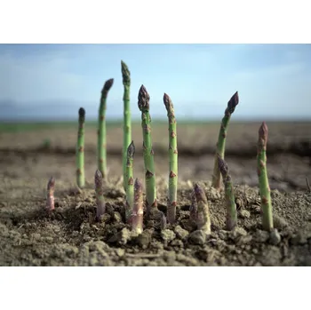 Semeno Chřest 'Gijnlim' sazenice