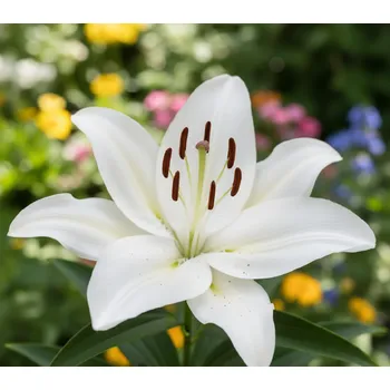 Semeno Lilie 'Gwen' 1 ks