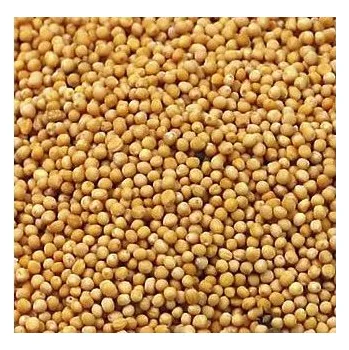 Hořčičné semínko bílé - sareptská hořčice Množství: 1kg