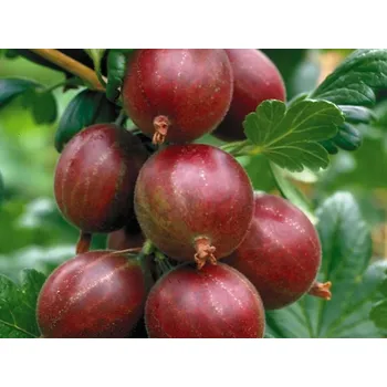 Sazenice Angrešt 'Hinnonmaki Red' Balení: kontejner RP2, Varianta: keř