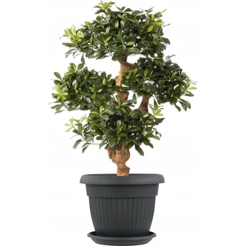 Květináč Plast Květináč černý Botle 20 cm x 20 x 15,5 cm